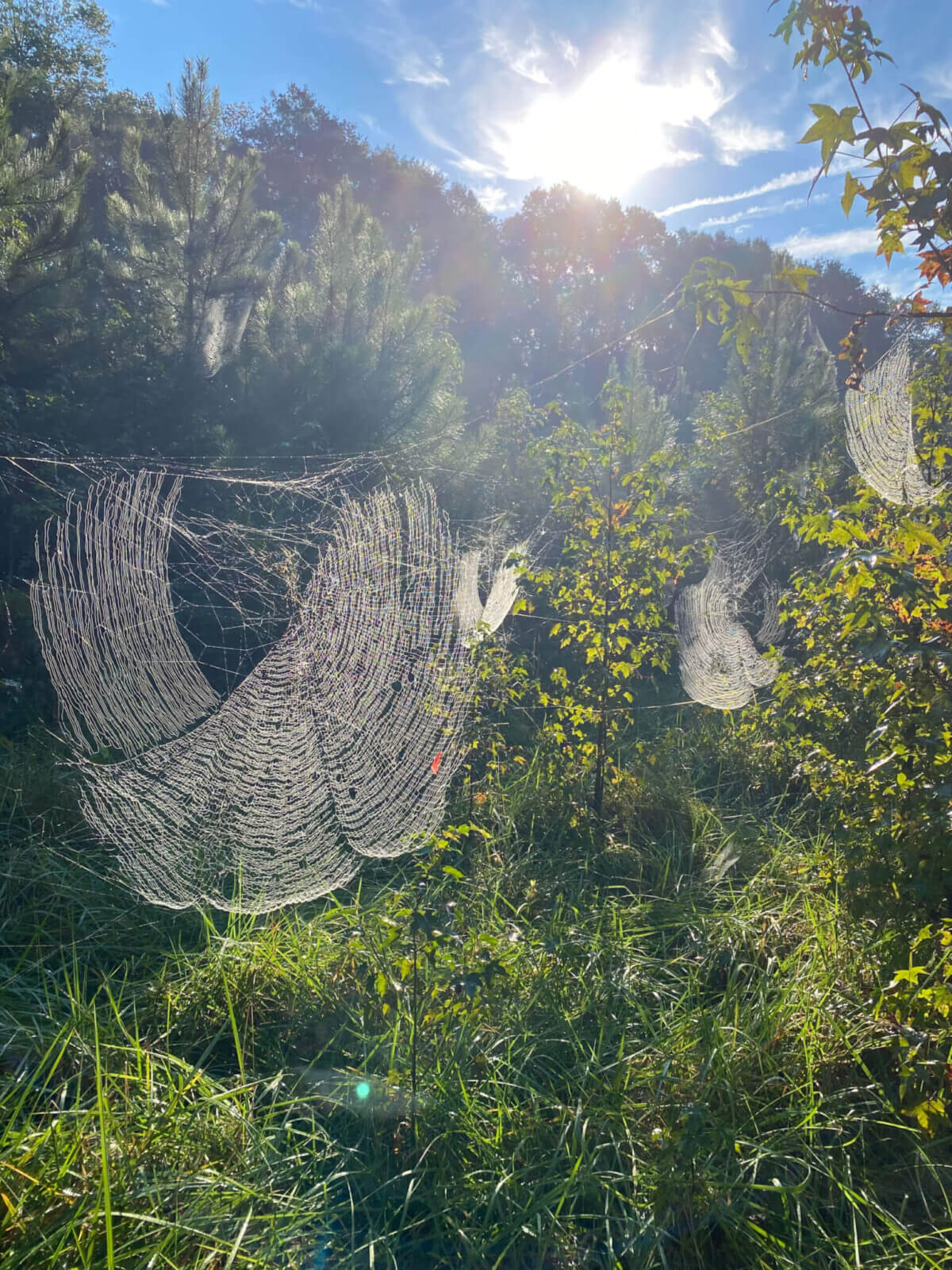 Joro spider web
