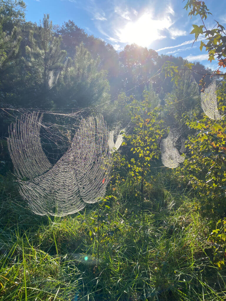 Joro spider web