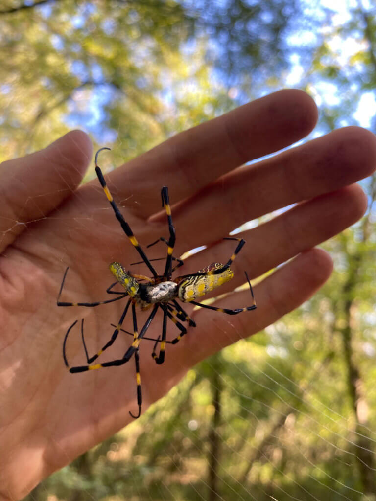 Joro spider
