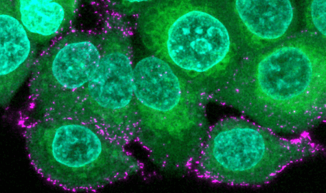 cells-covid-19