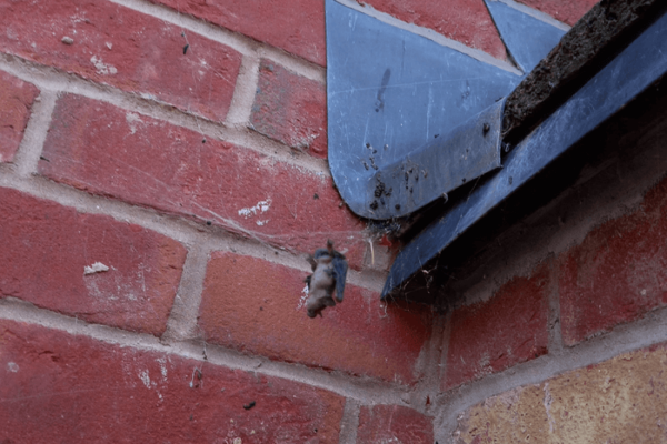 Noble false widow spider catches bat