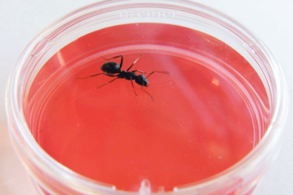 ant cancer