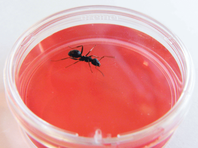 ant cancer