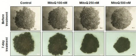 MitoQ