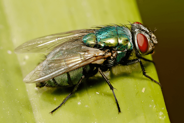 blow flies