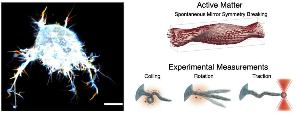 cell tentacles