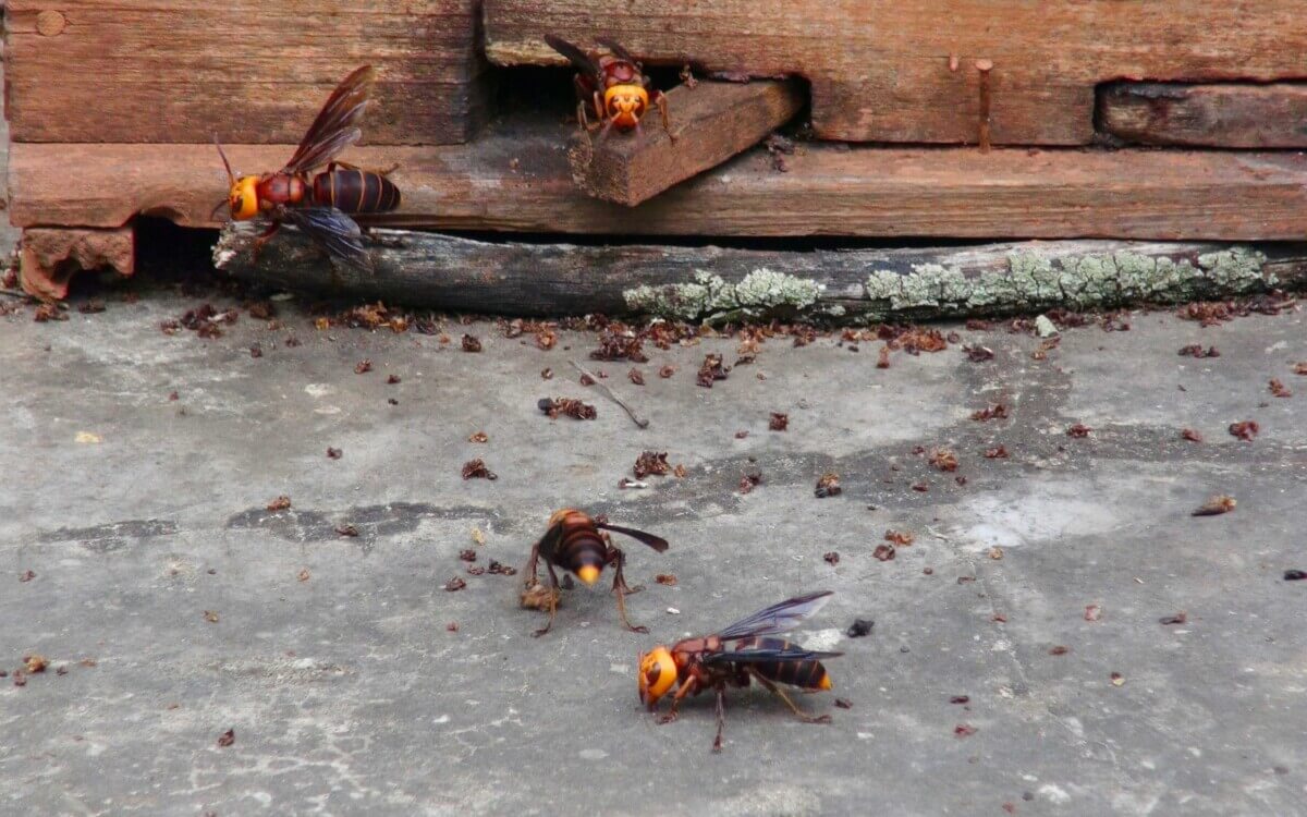 murder hornets