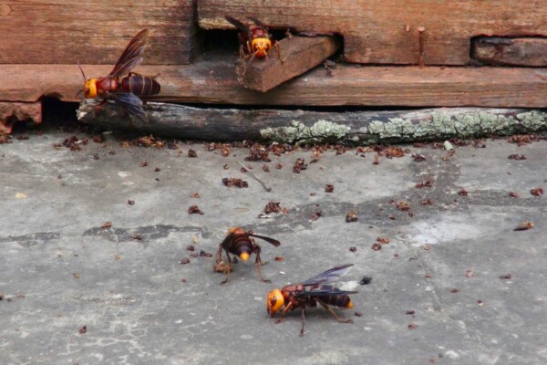 murder hornets