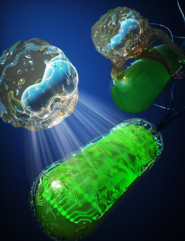 E. coli Nissle 1917 strain, green