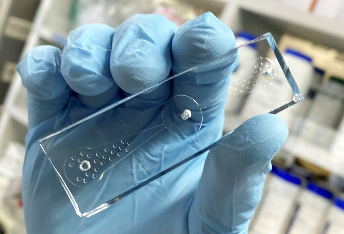 Worm-on-a-chip