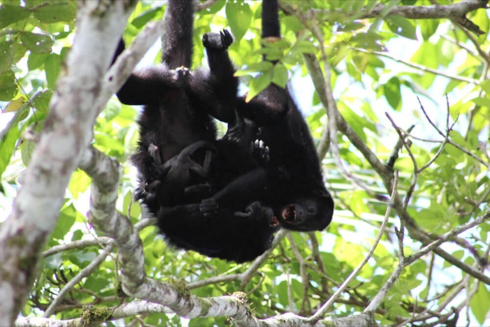 Howler monkeys.