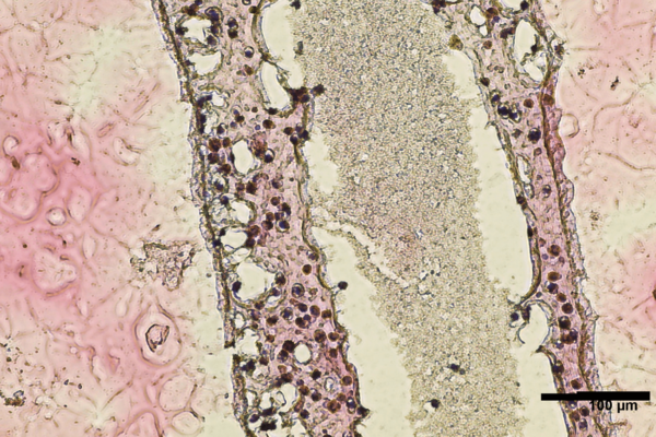testicular cells