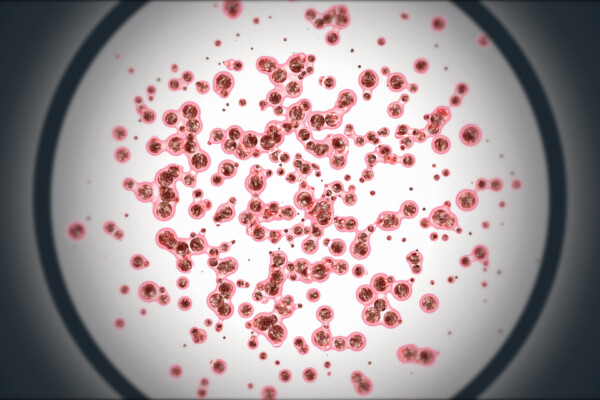 Stem cells