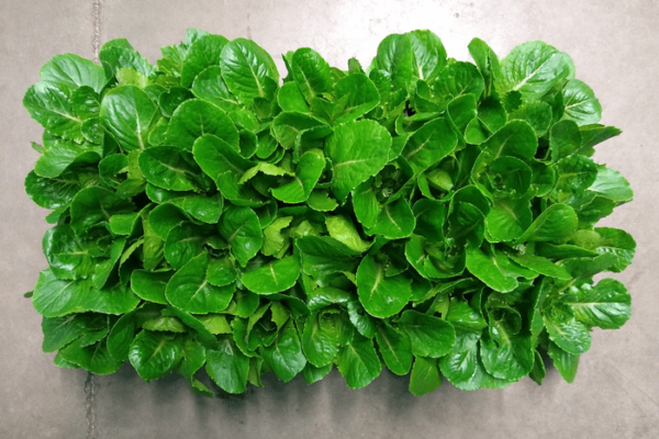 Genetically modified lettuce