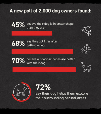 dogs exercise