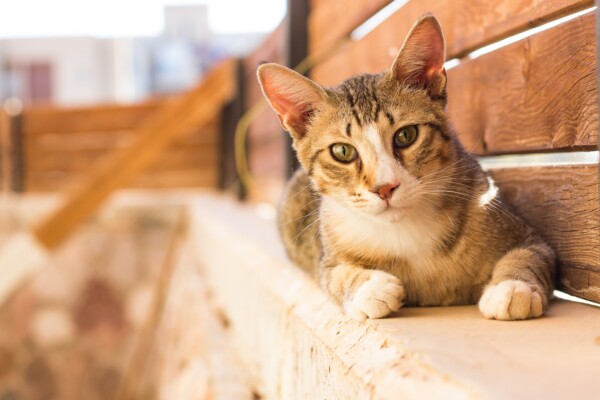 Pet cat