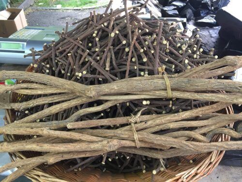 licorice