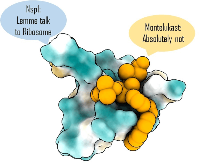 montelukast