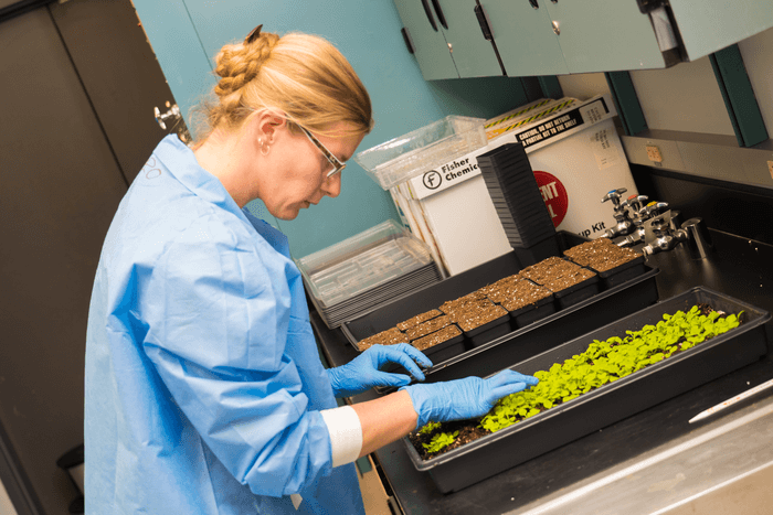 plant virus