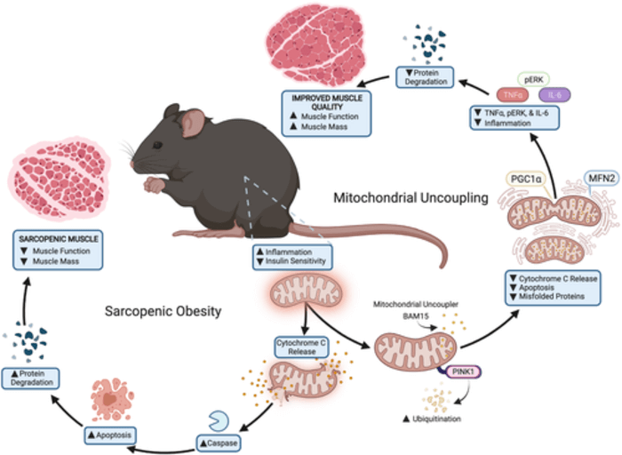 sarcopenic obesity