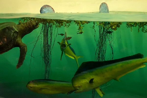 Climate change impact on marine life