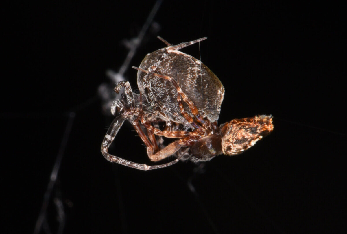 Orb-weaving spider Philoponella prominem.