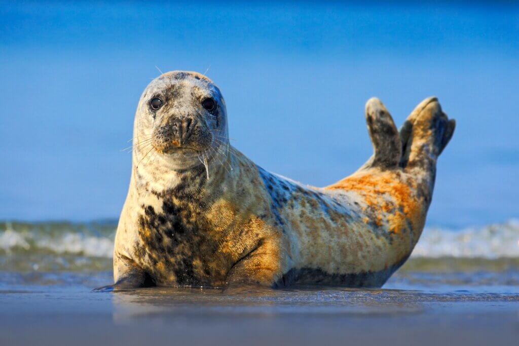 Grey seal