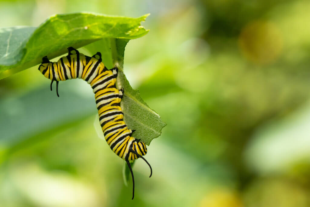 Monarch butterfly caterpillar