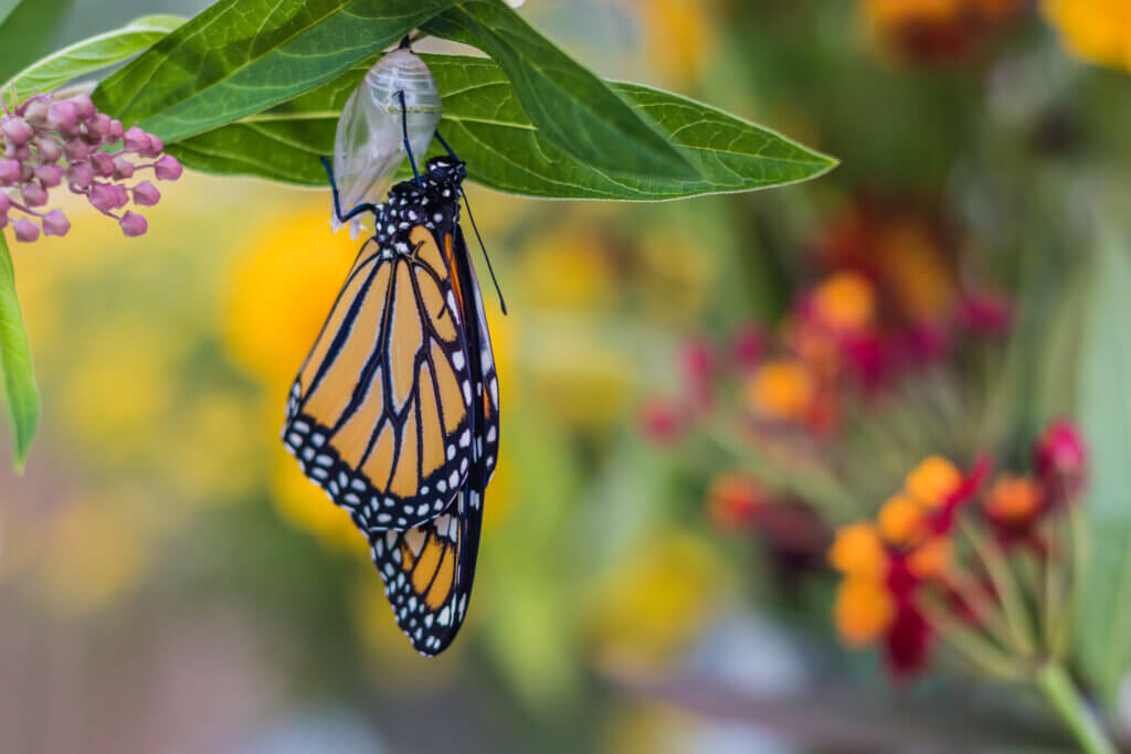 Monarch Butterfly