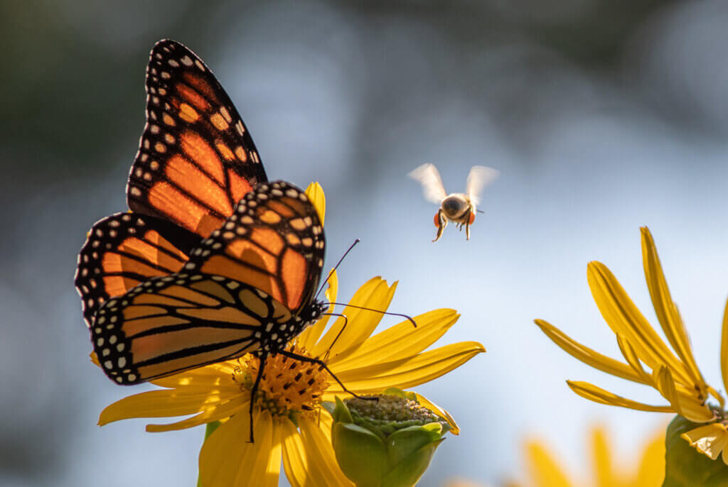Monarch butterfly