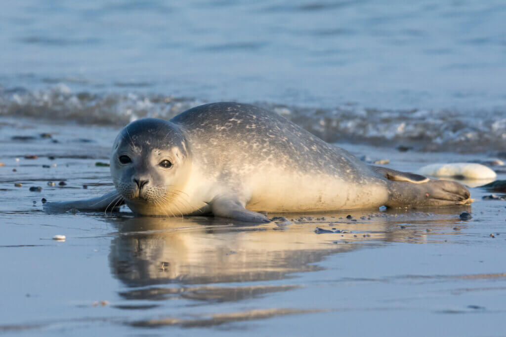 Harbor seal