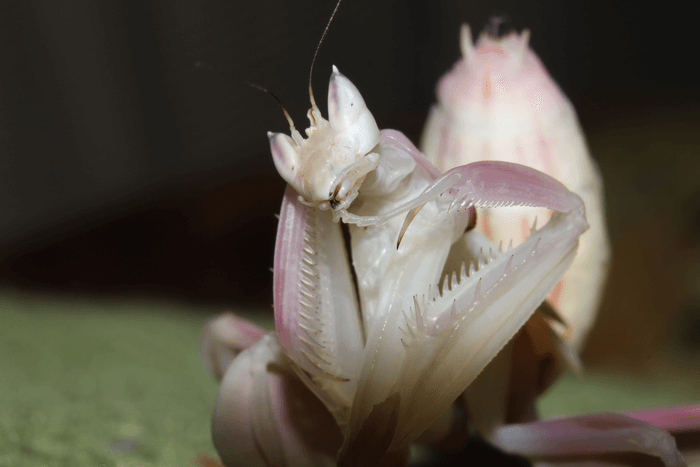 Orchid mantis