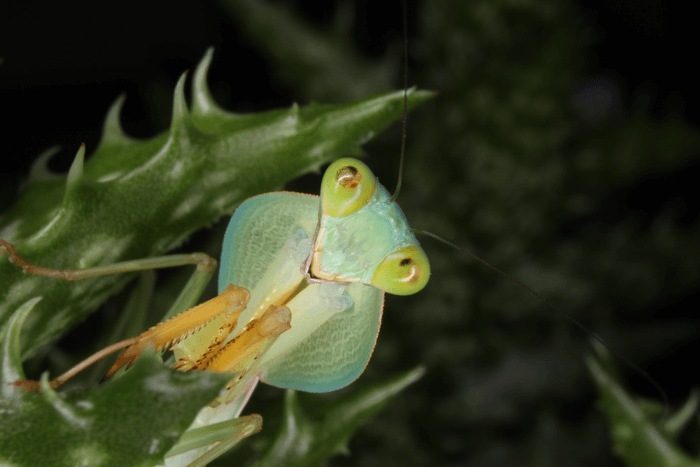 Giant Shield Mantis