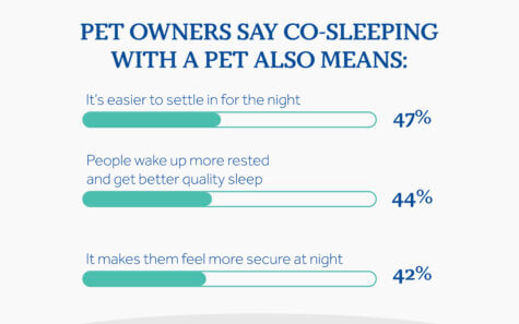 Pets in bed