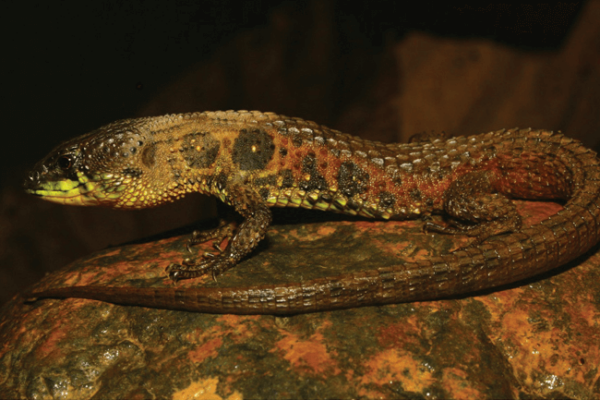 Potamites montanicola