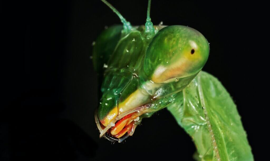 Praying mantis