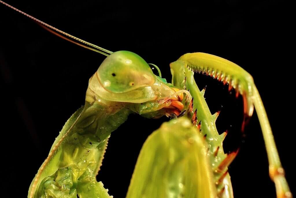 Praying mantis