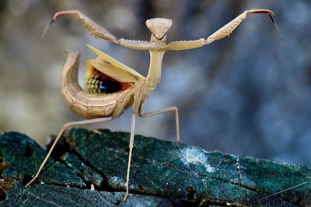 Praying mantis