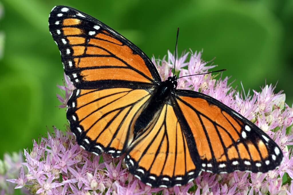 Monarch butterfly