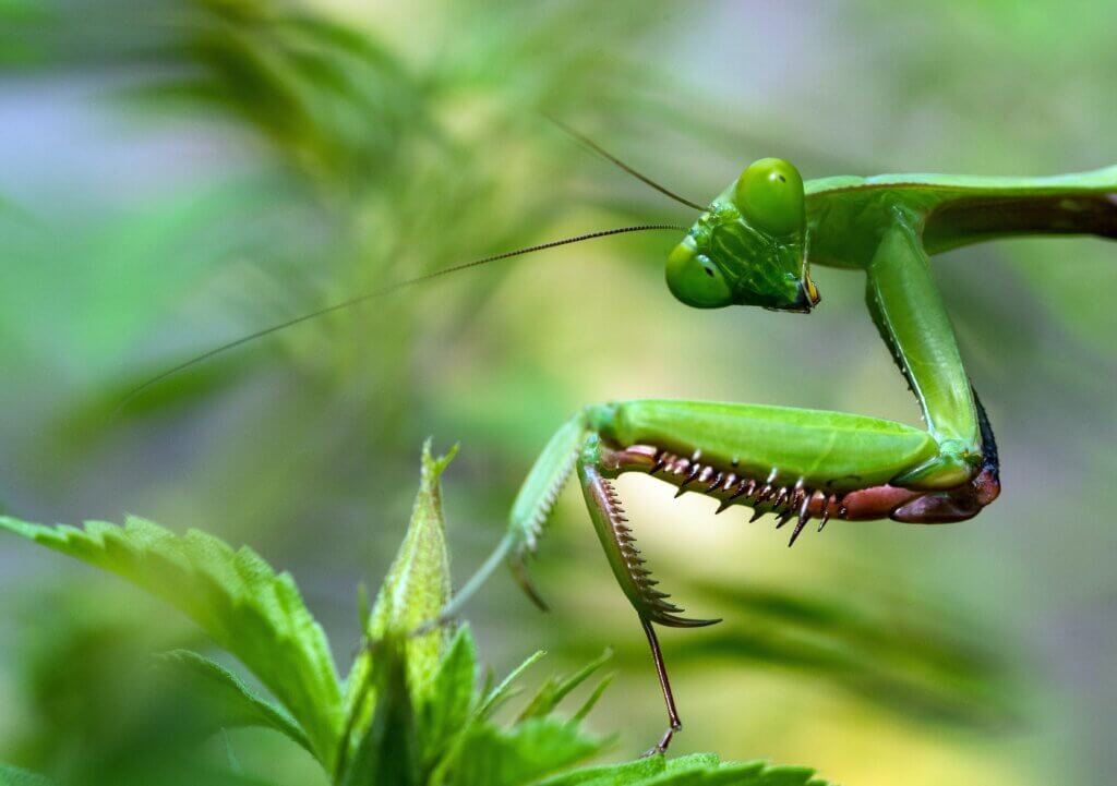 Praying mantis