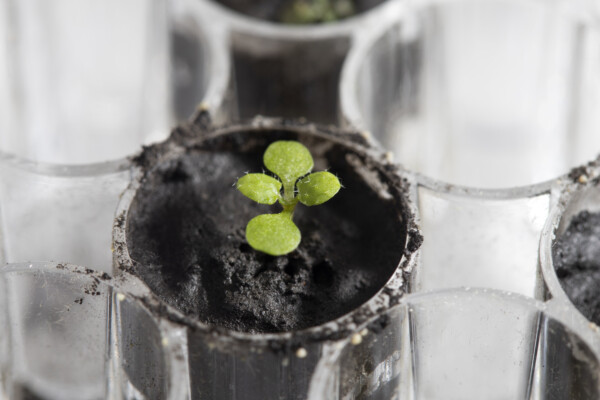 Food grown in Moon soil
