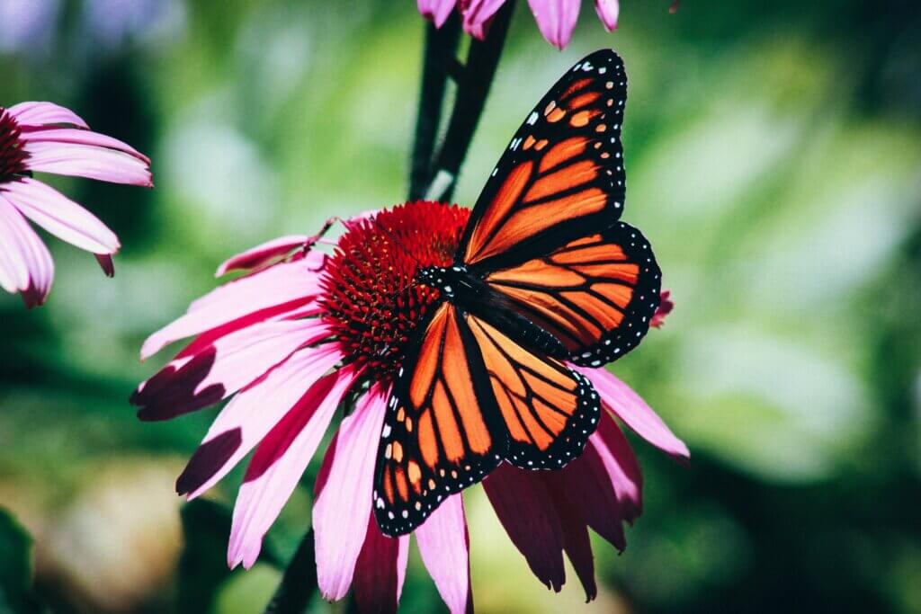 Monarch butterfly