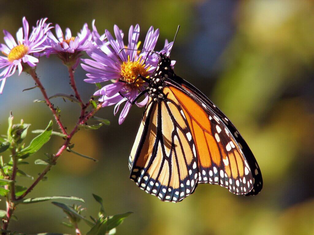 Monarch butterfly