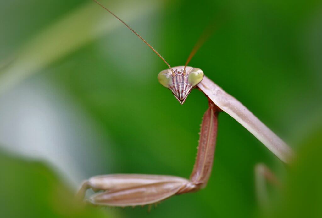 Praying mantis