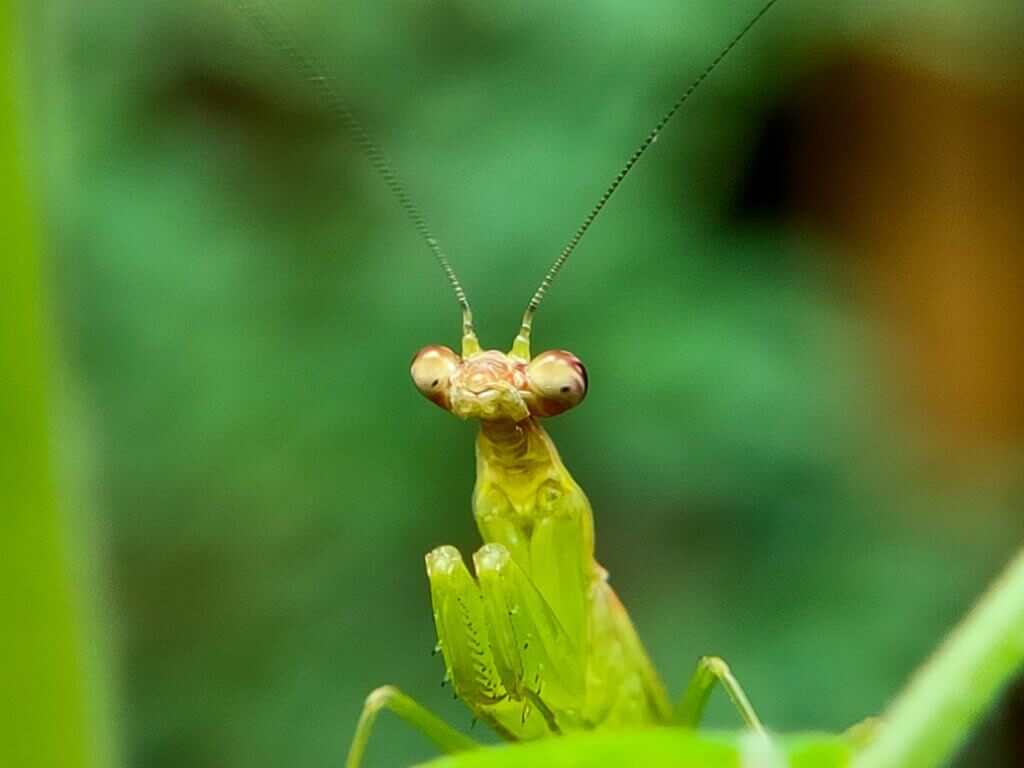 Praying mantis