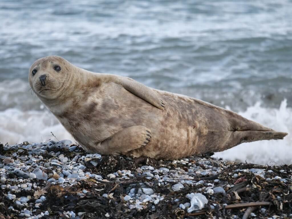 Seal
