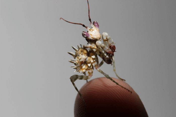 mantis