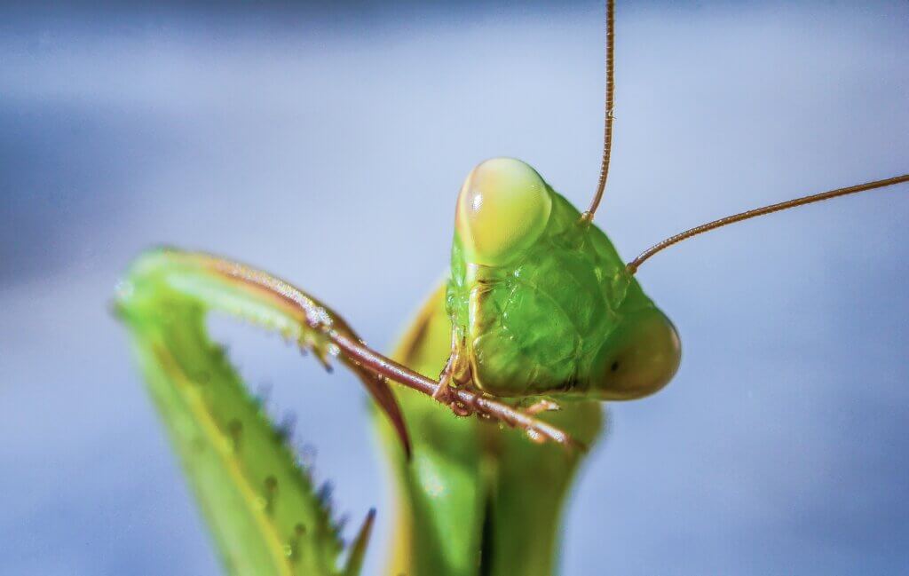 Praying mantis