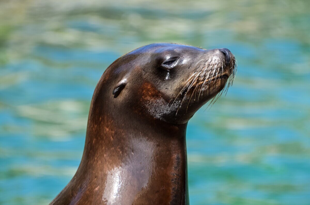 seal