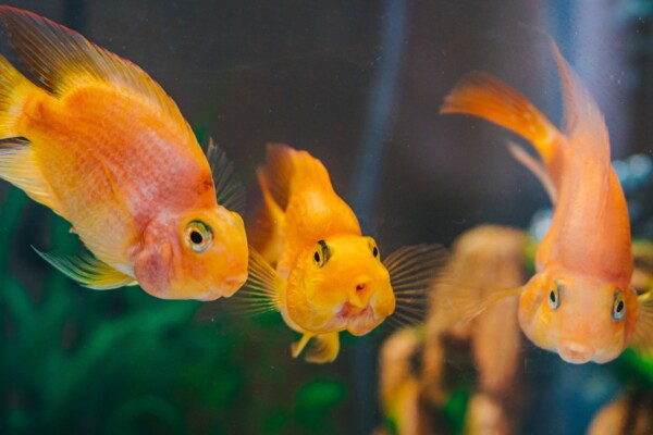 goldfish